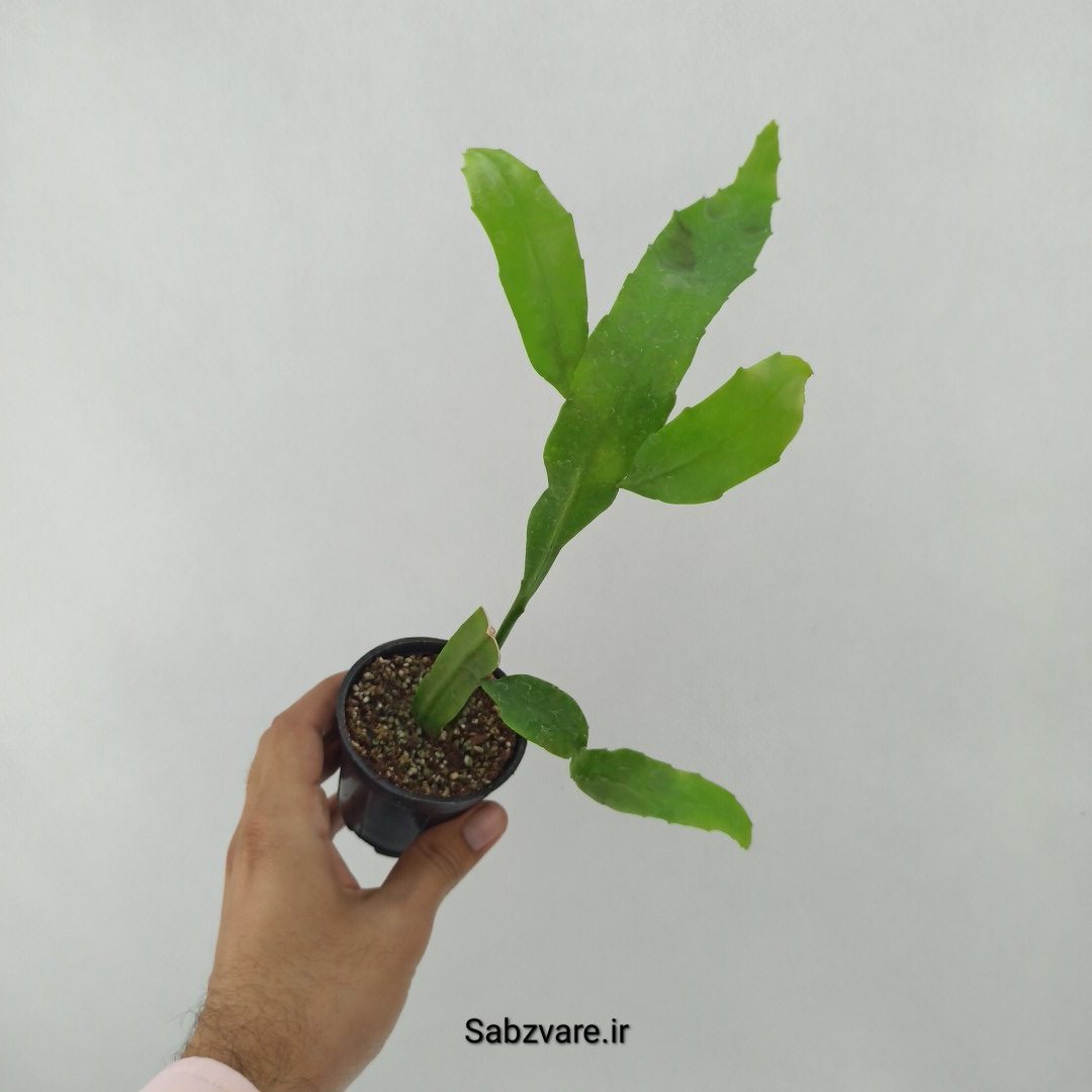 اپیفیلوم فیلانتوس (ملکه شب) (S24596) - Image 2