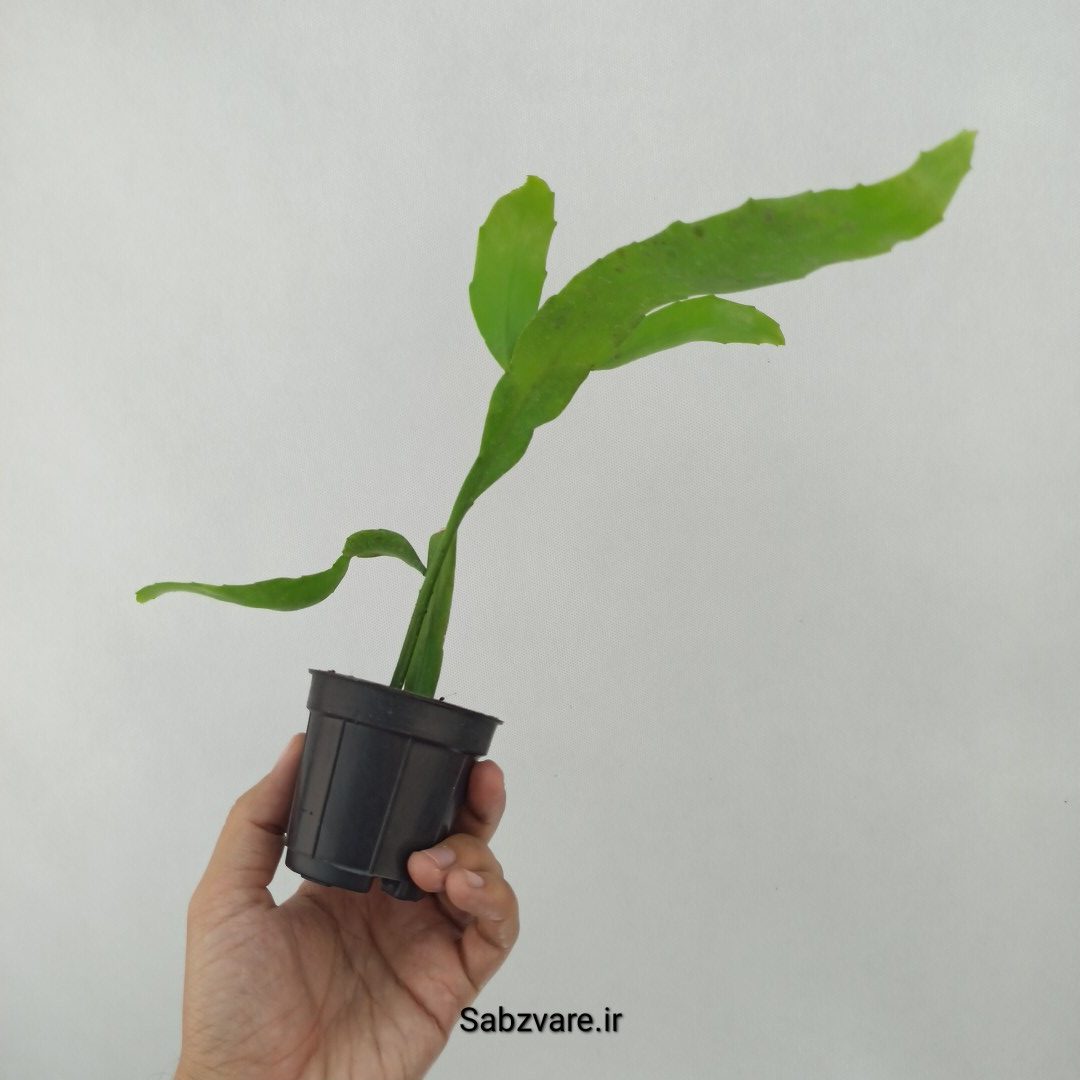 اپیفیلوم فیلانتوس (ملکه شب) (S24596) - Image 3