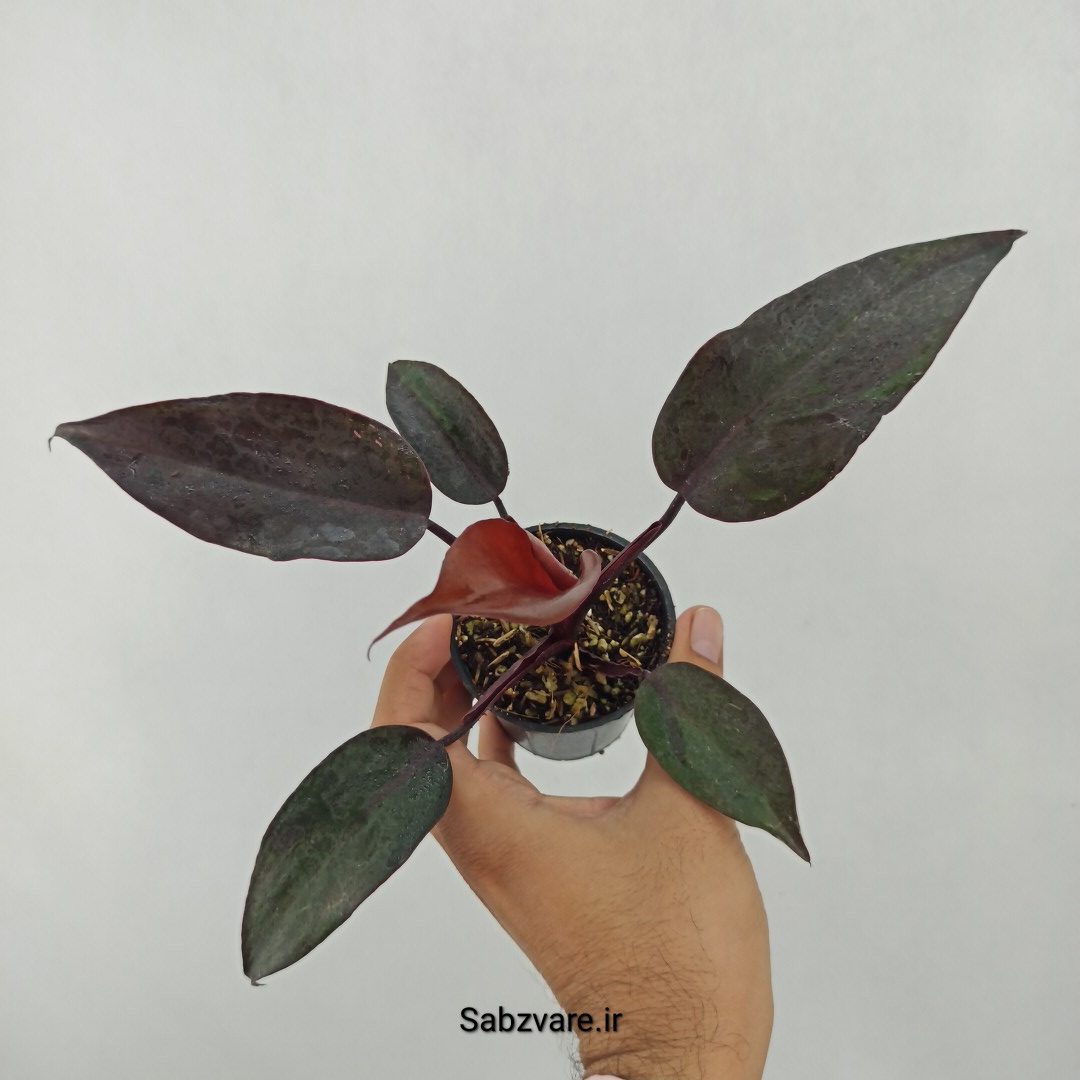 فیلودندرون پینک پرنسس (S24601)