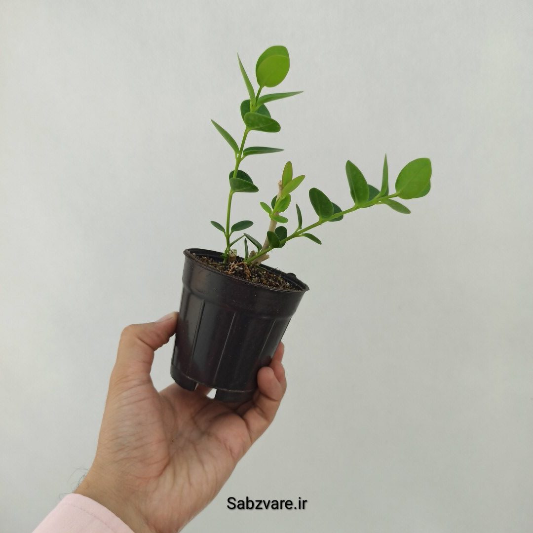 هویا کامنجیانا (S24607) - Image 3