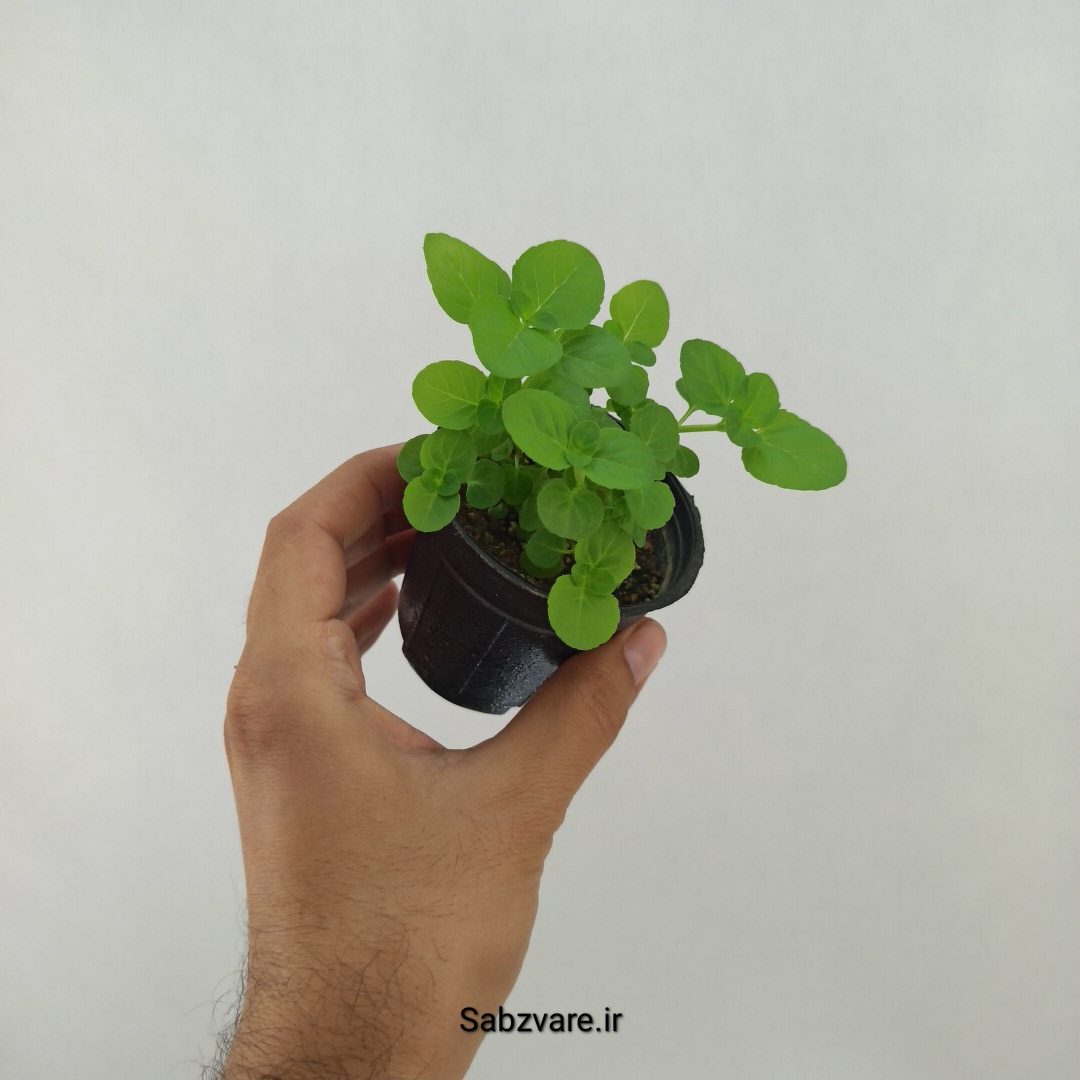 نعنا سیب (T24609) - Image 2