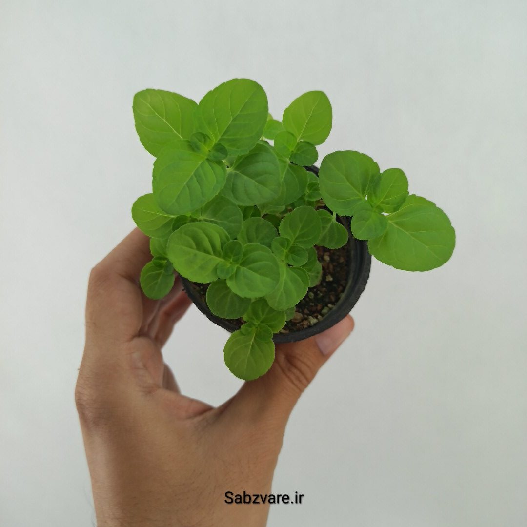 نعنا سیب (T24609)