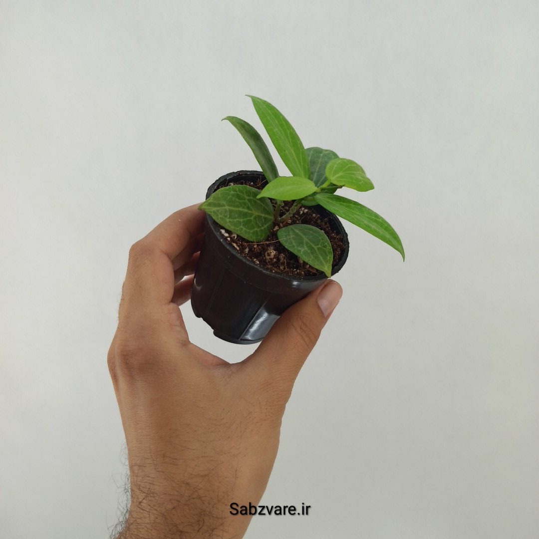 هویا فیتچی (T24610) - Image 2