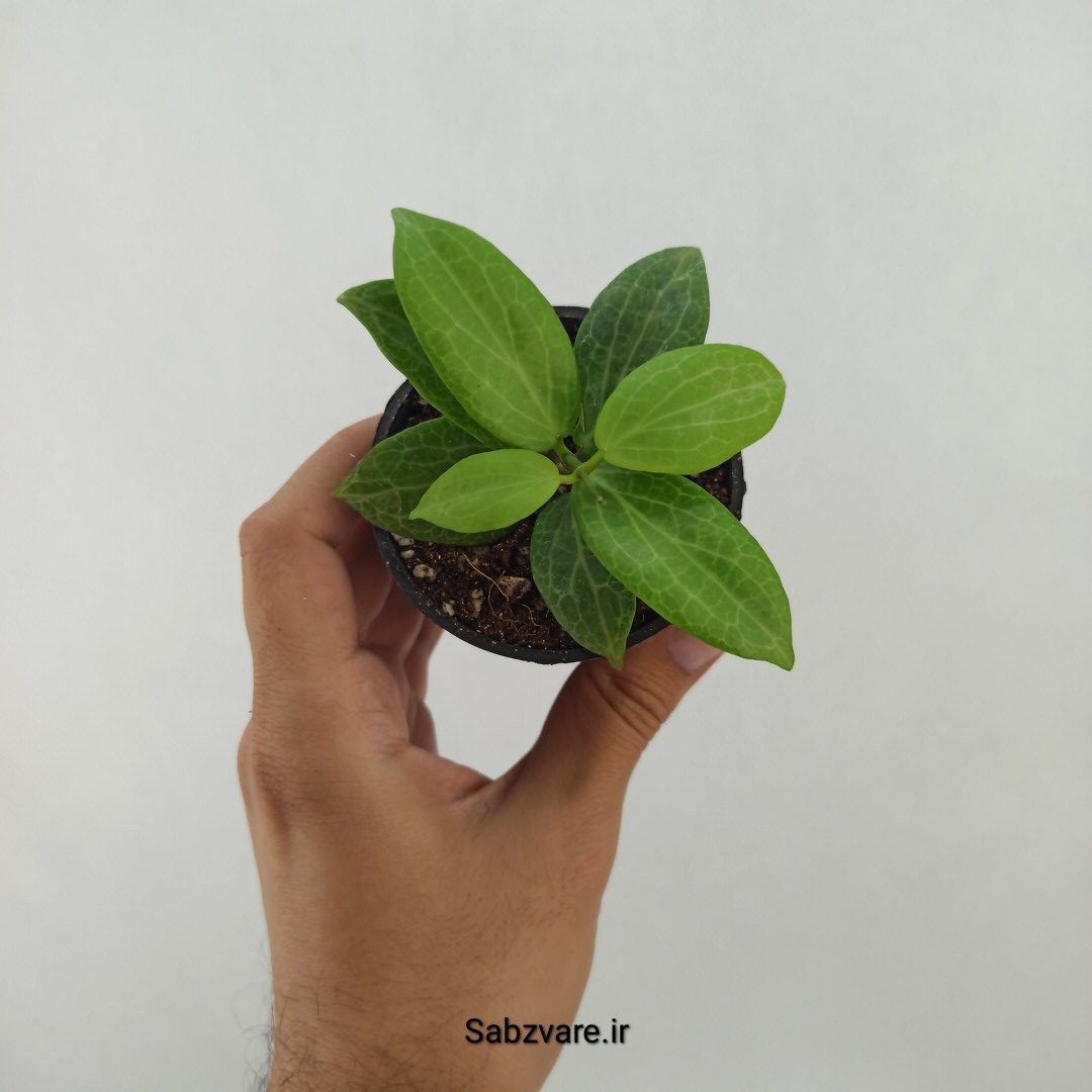 هویا فیتچی (T24610)