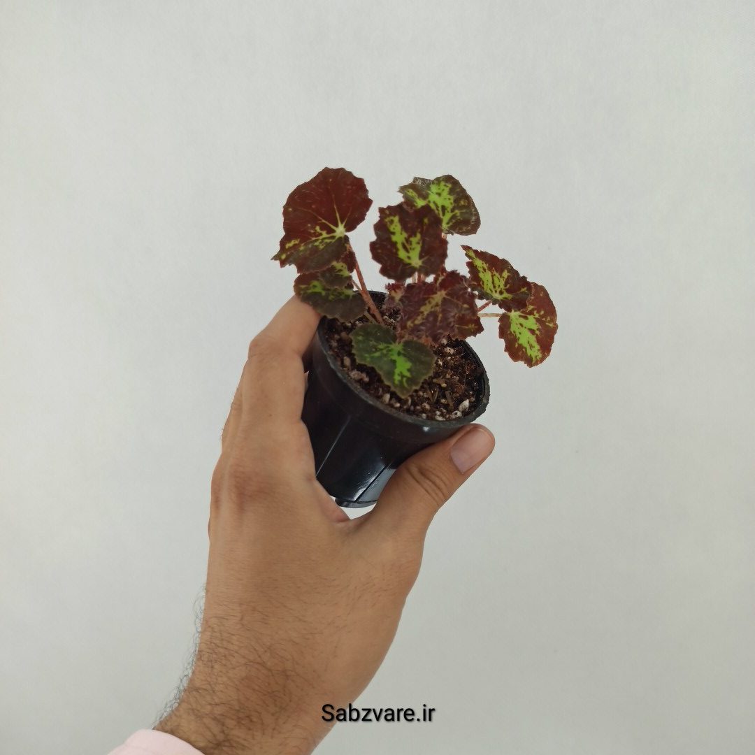 بگونیا مونتونو (T24613) - Image 2