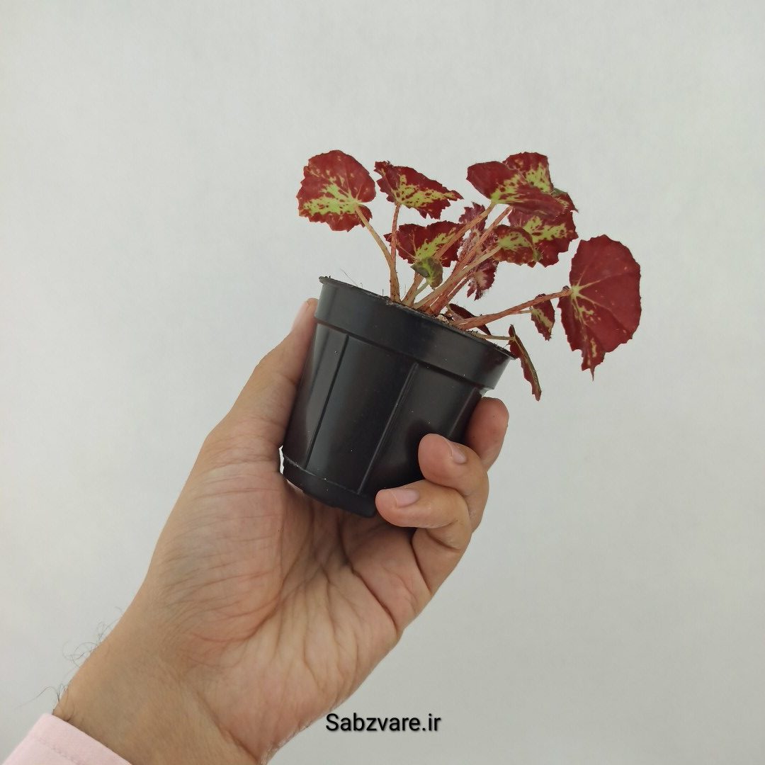 بگونیا مونتونو (T24613) - Image 3