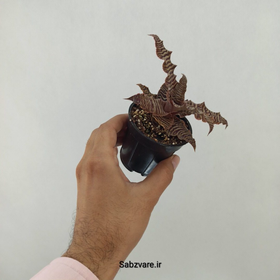 کریپتانتوس فوستریانوس (T24614) - Image 2