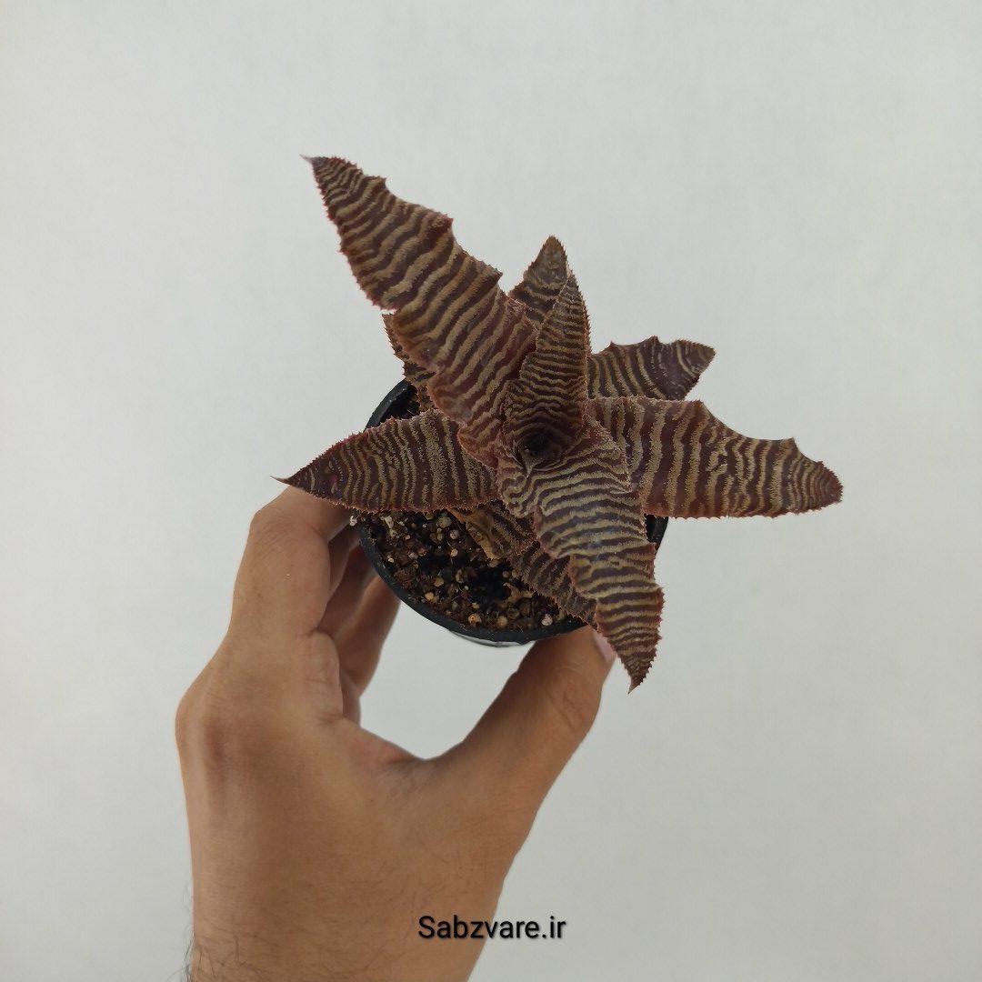 کریپتانتوس فوستریانوس (T24614)