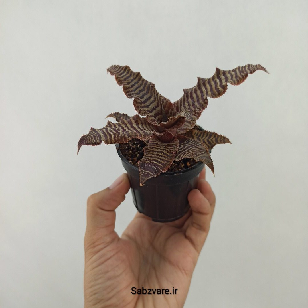 کریپتانتوس فوستریانوس (T24614) - Image 3