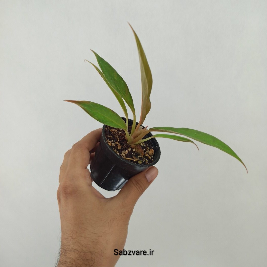 فیلودندرون کنگره سبز (T24617) - Image 3