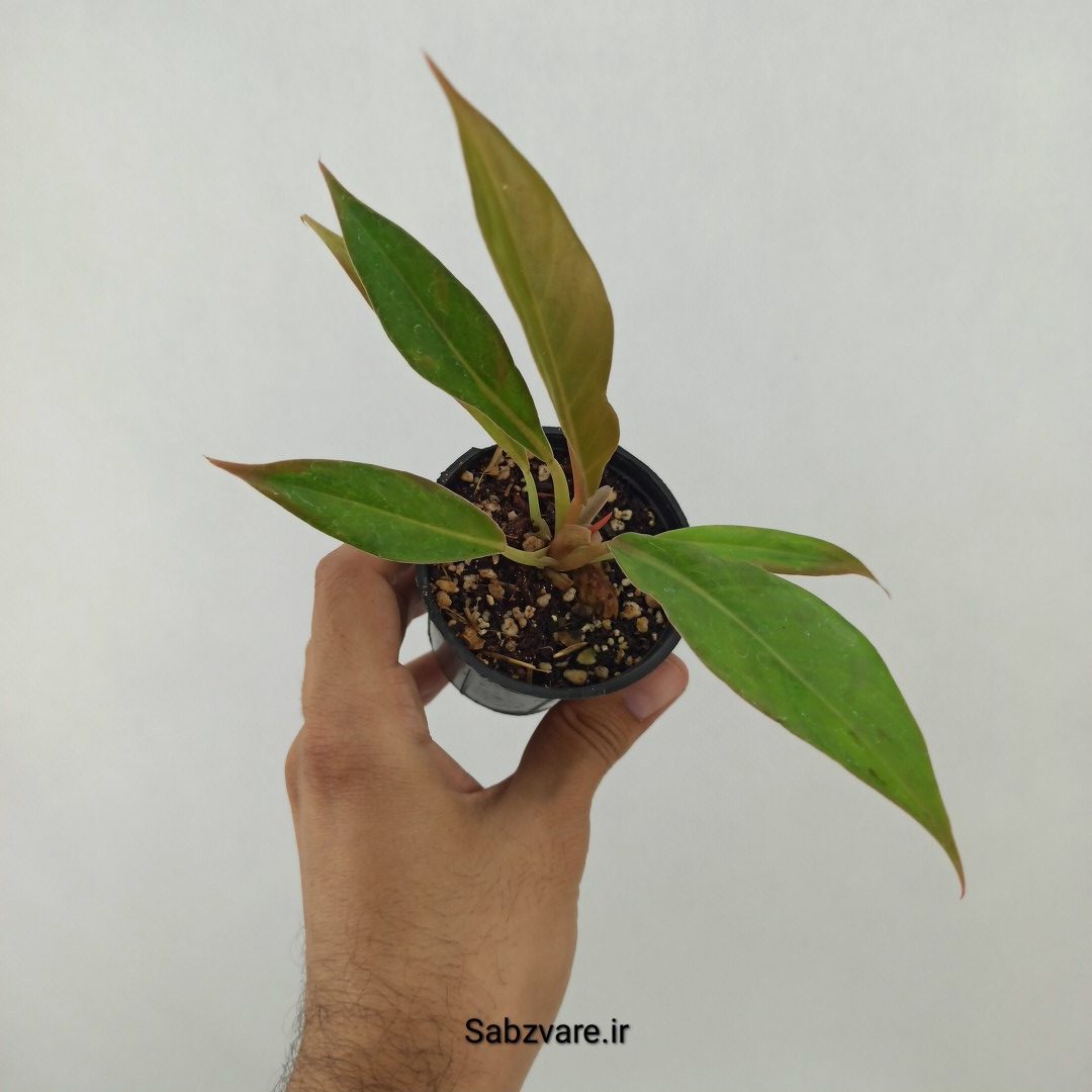 فیلودندرون کنگره سبز (T24617)
