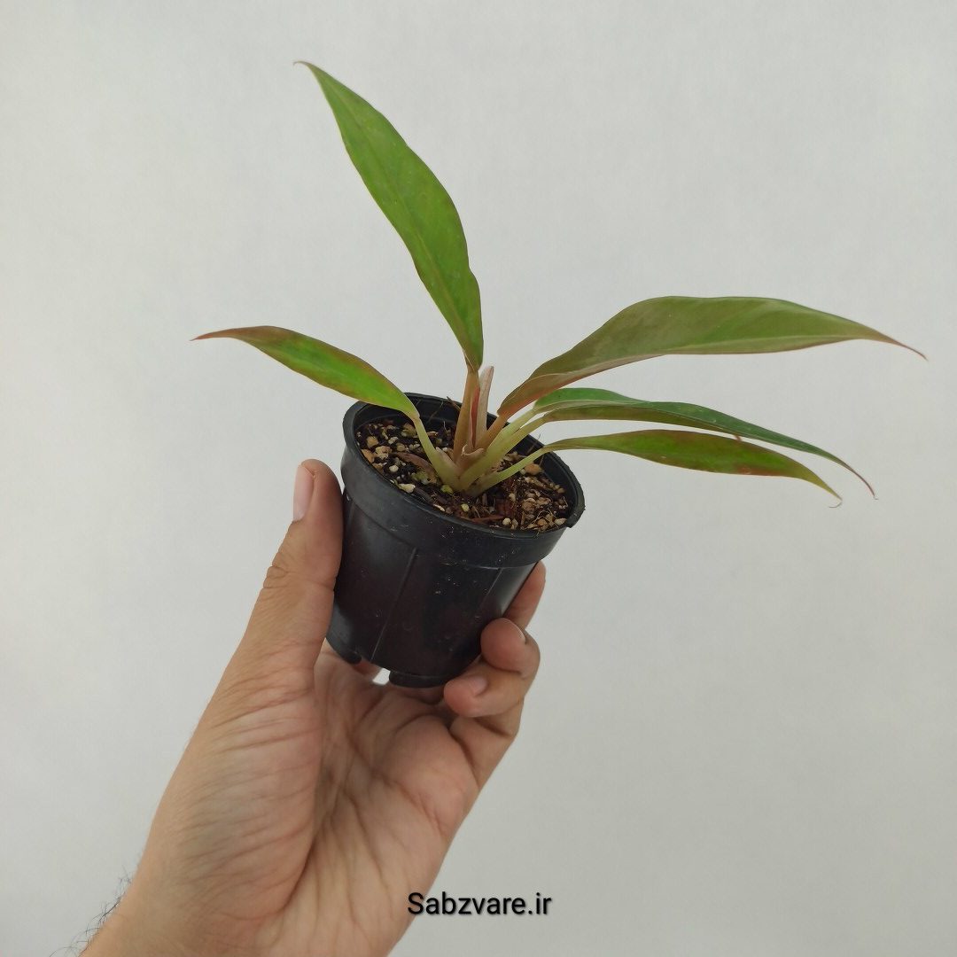 فیلودندرون کنگره سبز (T24617) - Image 2