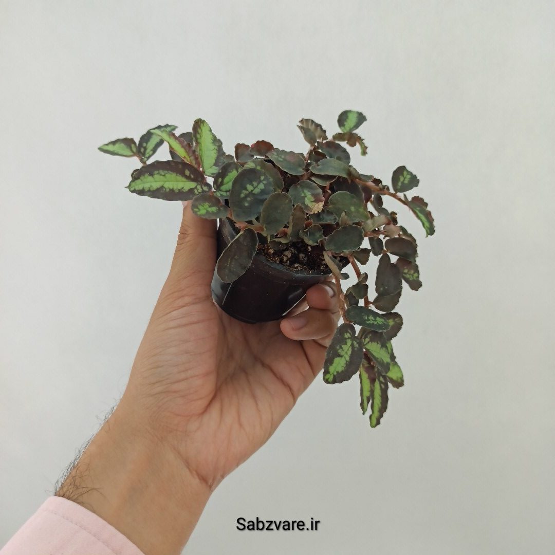 پلیونیا (T24618) - Image 3