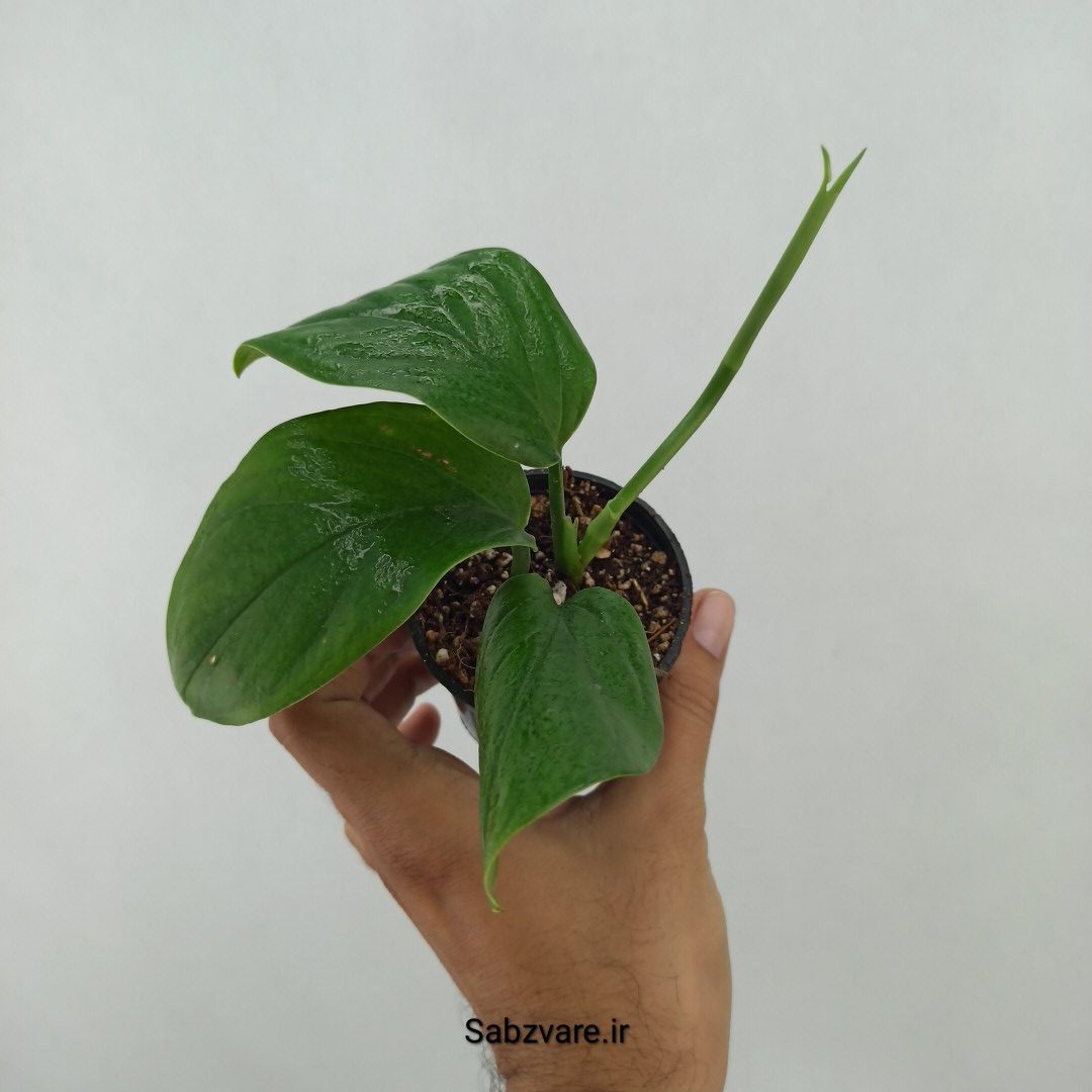 پتوس شیخی (T24620)
