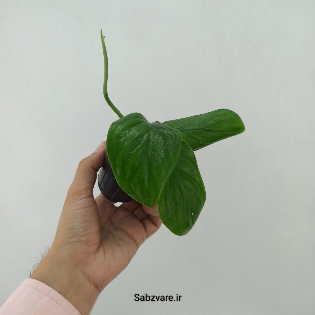 پتوس شیخی (T24620) - Image 3
