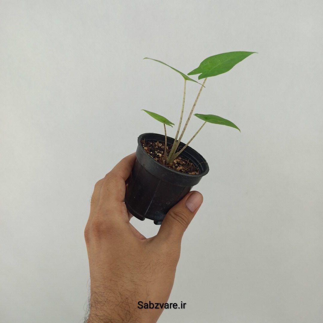 بابا آدم تنه قرمز (T24621) - Image 3