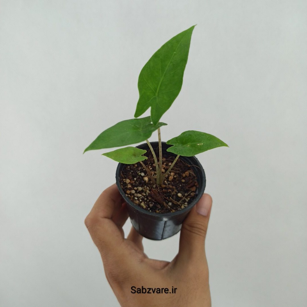 بابا آدم تنه قرمز (T24621)