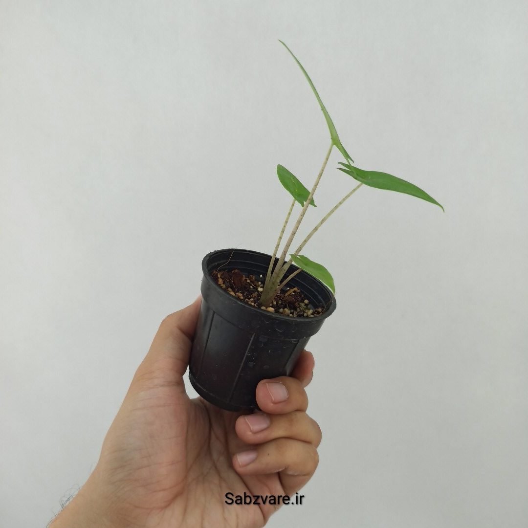 بابا آدم تنه قرمز (T24621) - Image 2