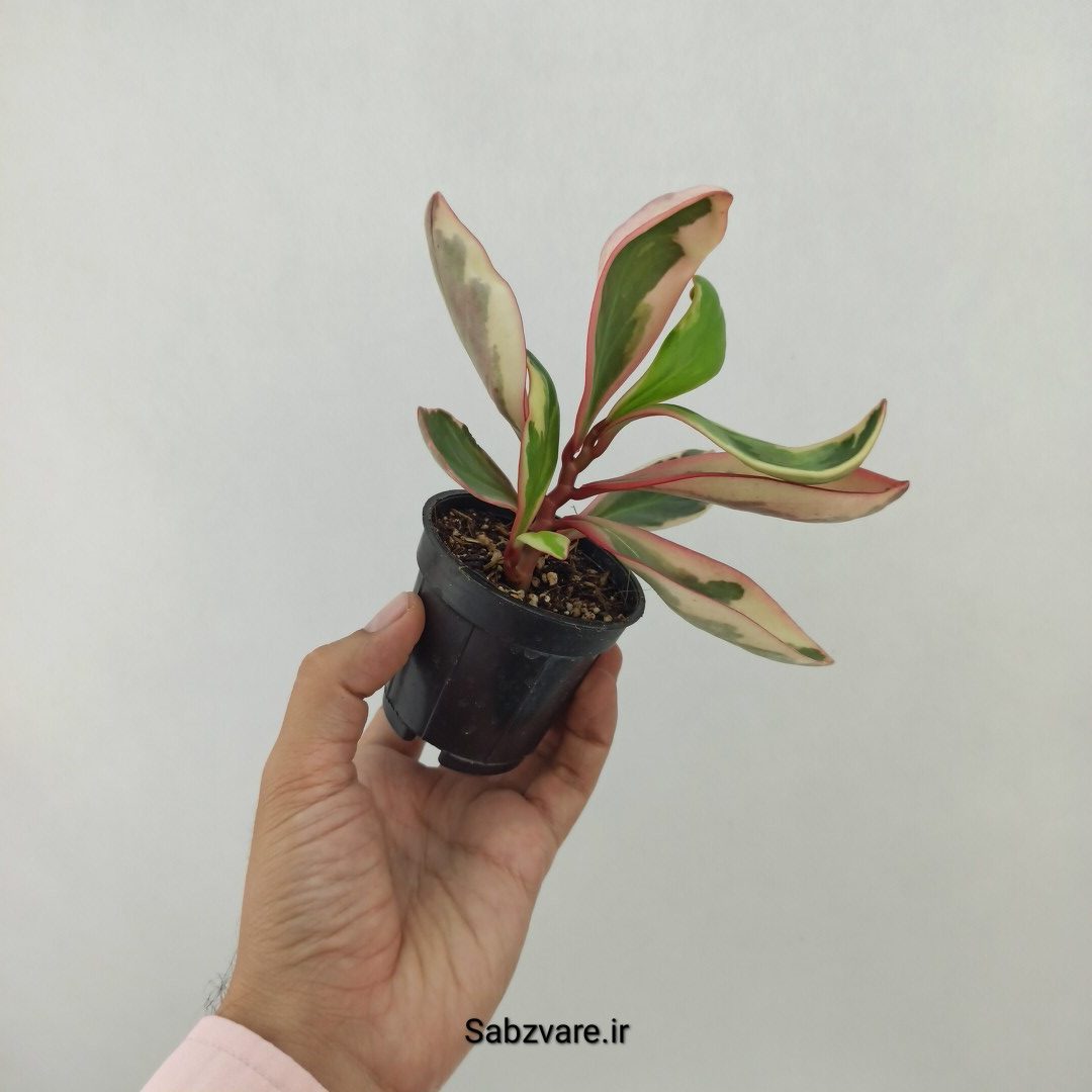 برگ قاشقی شرابی (T24625) - Image 2
