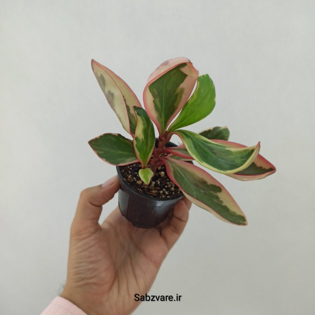 برگ قاشقی شرابی (T24625)