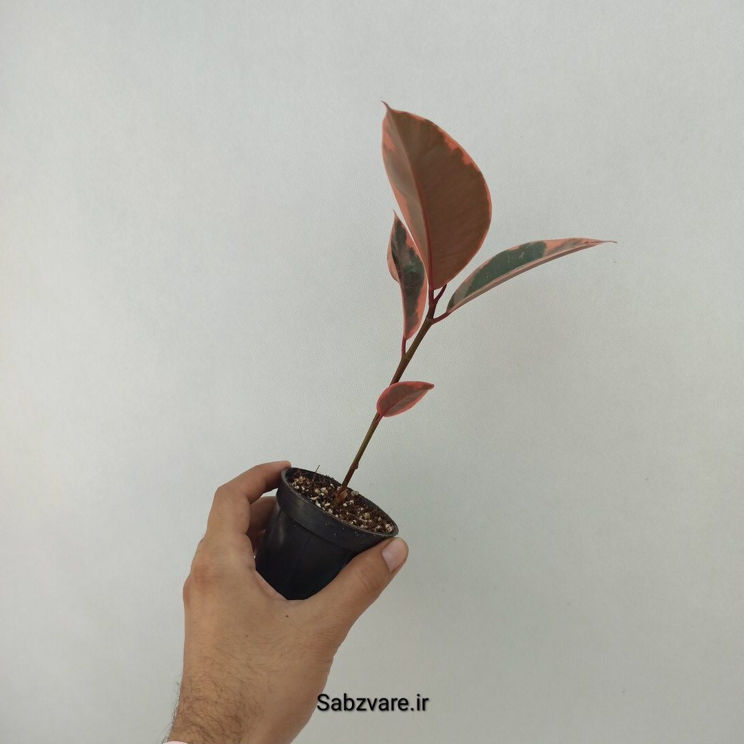 فیکوس شرابی (U24630) - Image 3