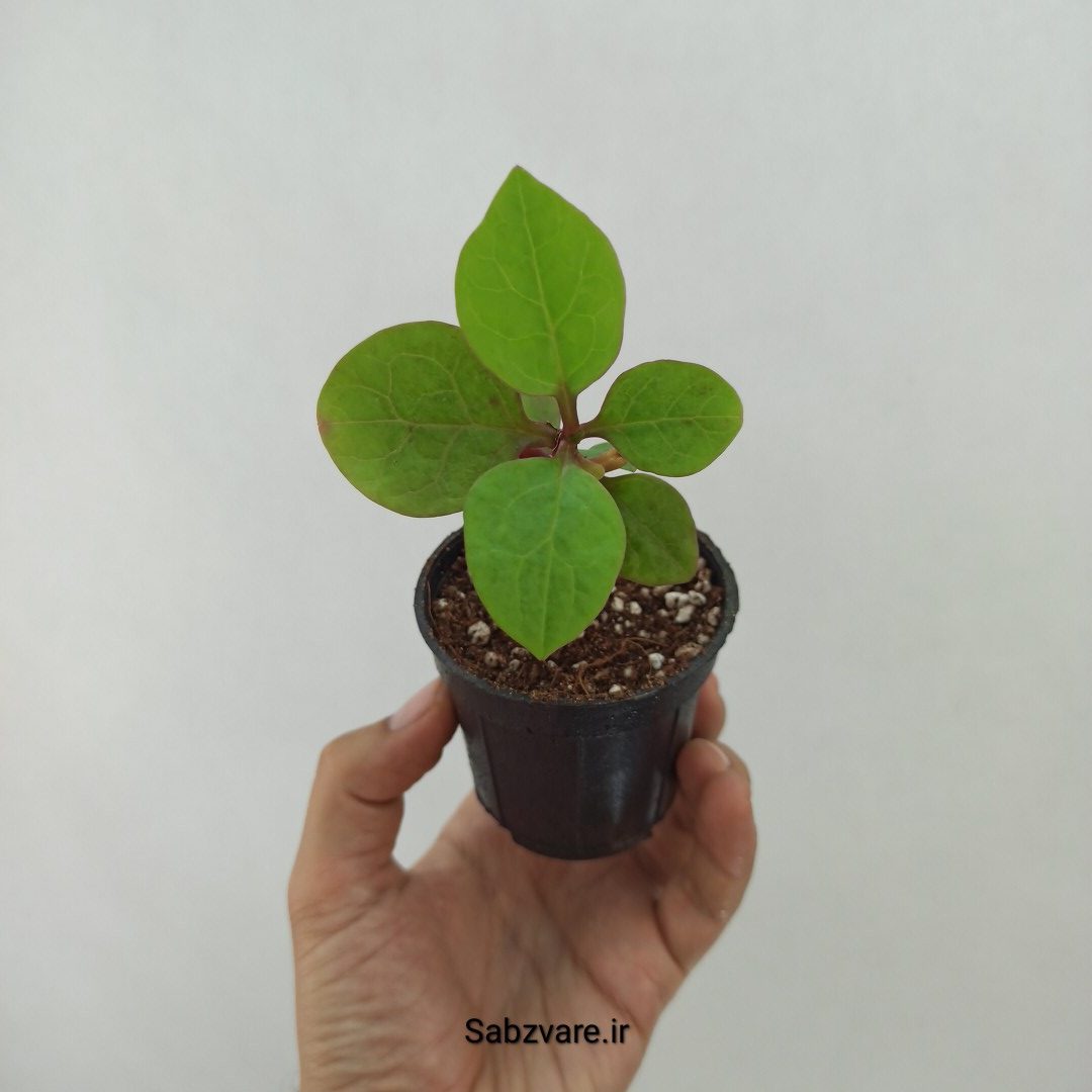اسفناج رونده مالابار (لوبیای سحر آمیز) (U24635)