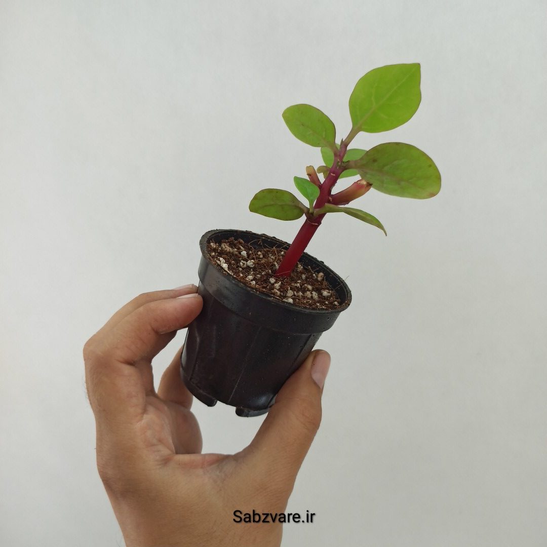 اسفناج رونده مالابار (لوبیای سحر آمیز) (U24635) - Image 3