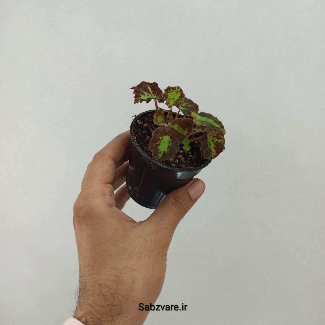 بگونیا برگ چناری (U24639) - Image 3
