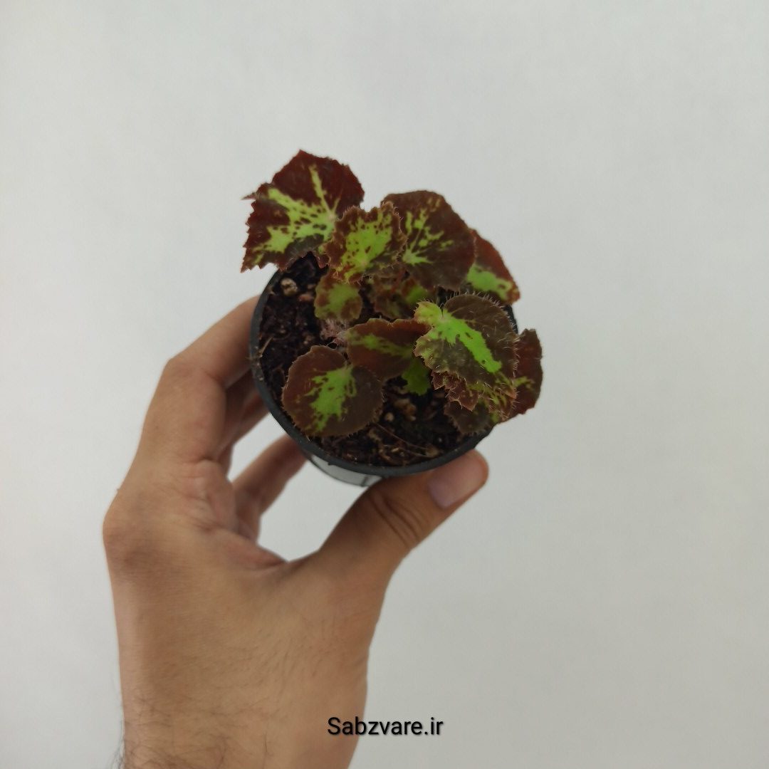 بگونیا برگ چناری (U24639)