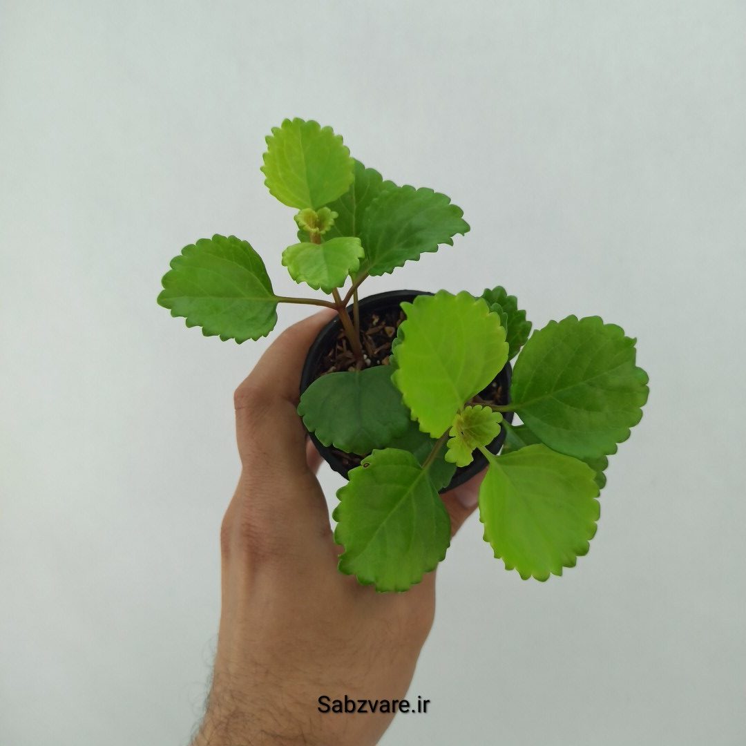 پیچک سوئدی (U24642) - Image 2