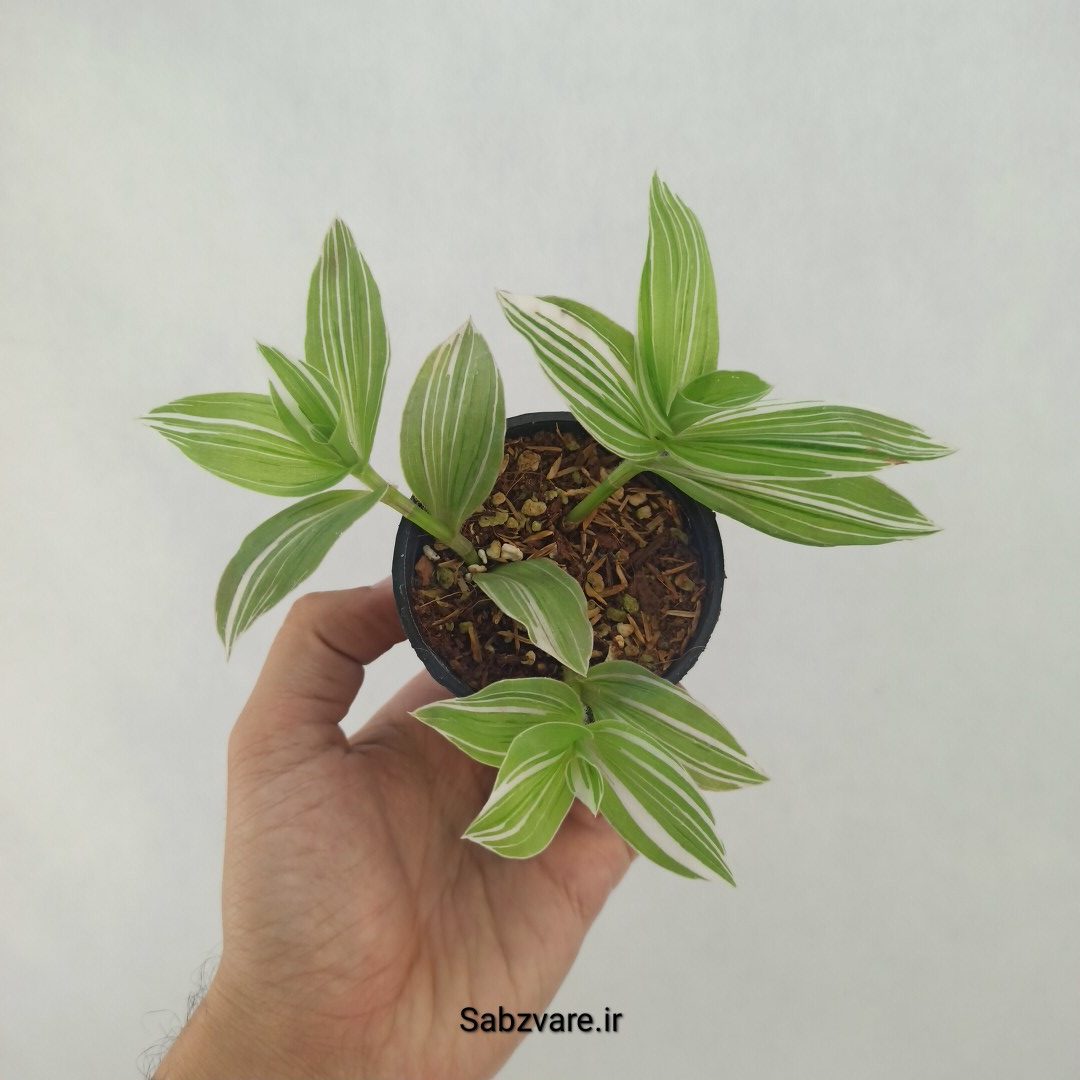 برگ بیدی ابلق (W24691)
