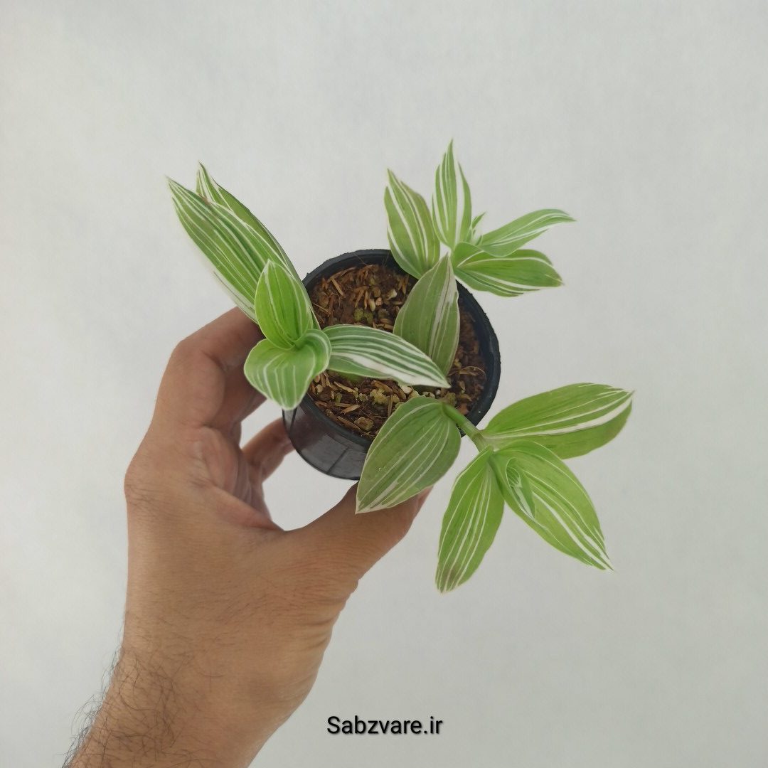 برگ بیدی ابلق (W24691) - Image 2