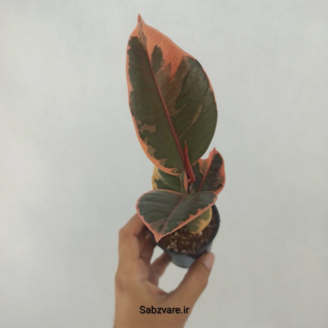 فیکوس شرابی (W24688)