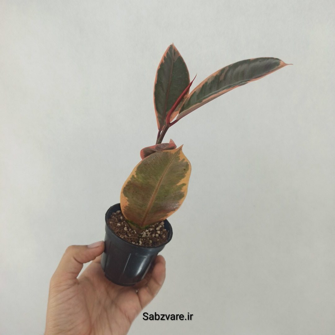 فیکوس شرابی (W24688) - Image 3