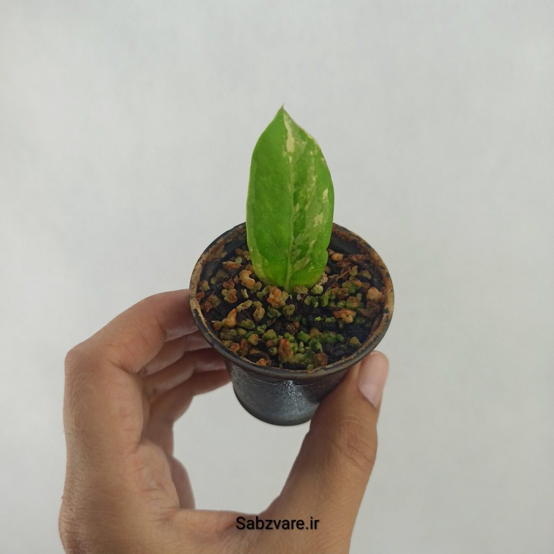 برگ غده دار زامیفولیا ابلق (W24685)