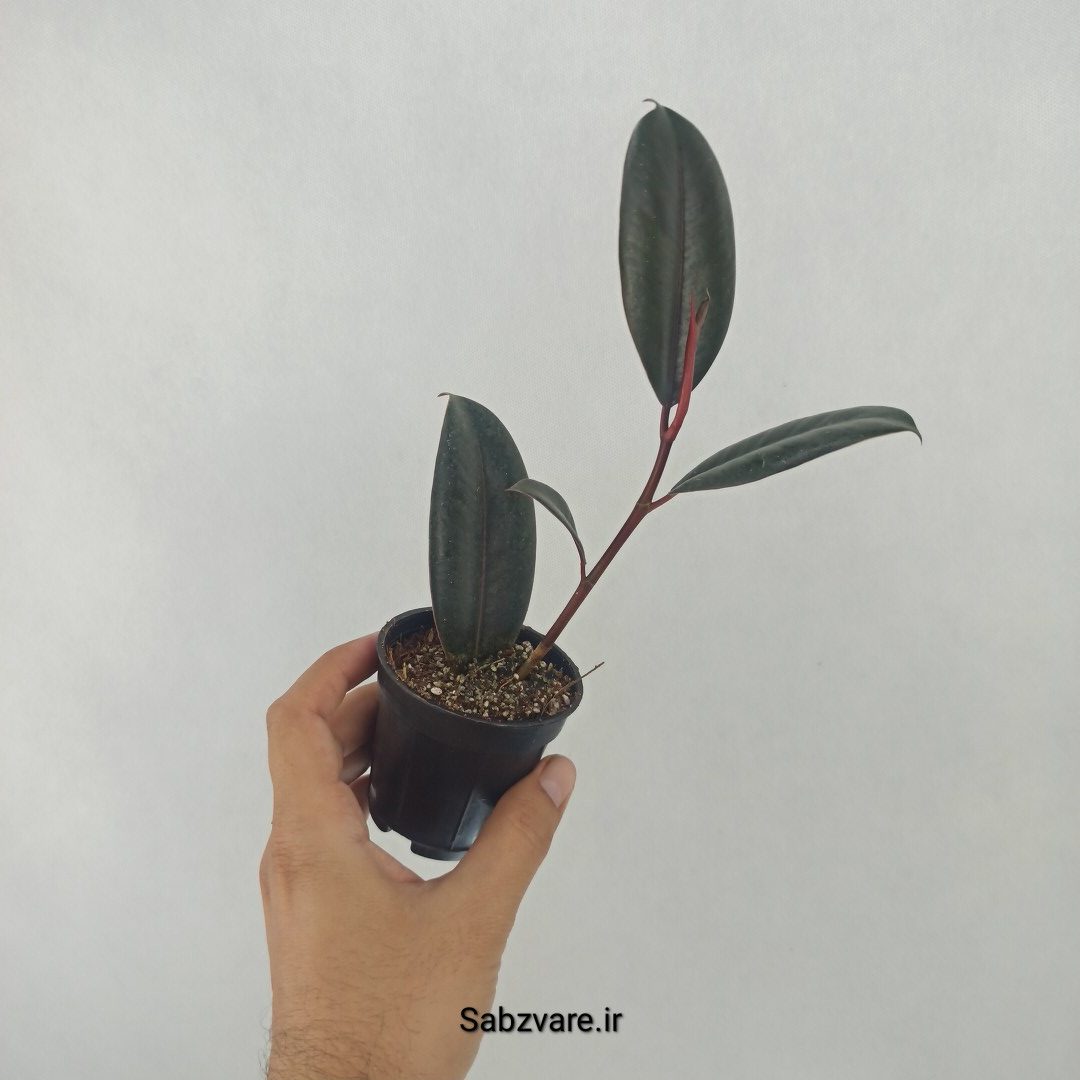 فیکوس سوپر بلک (W24682) - Image 3
