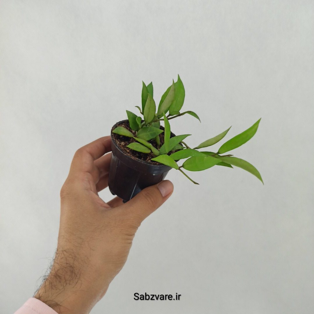 هویا لاکونزا (W24674) - Image 3