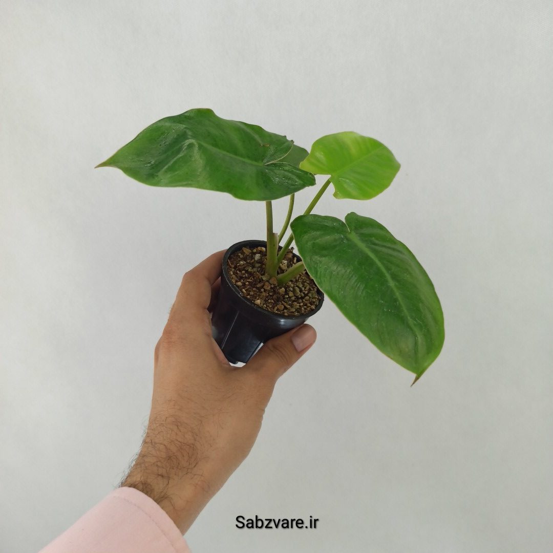 فیلودندرون برل مارکس (W24671) - Image 3