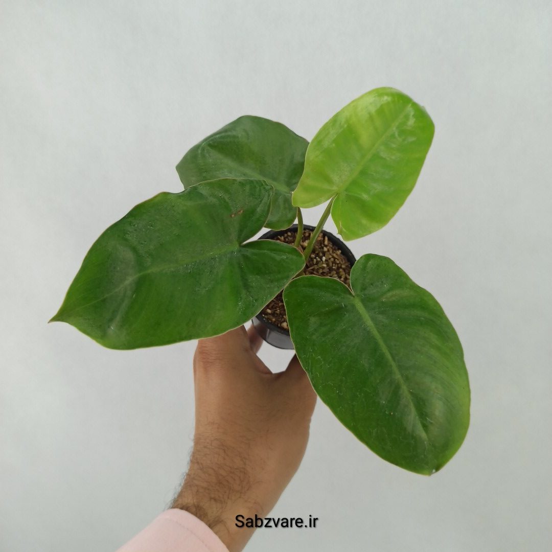 فیلودندرون برل مارکس (W24671)