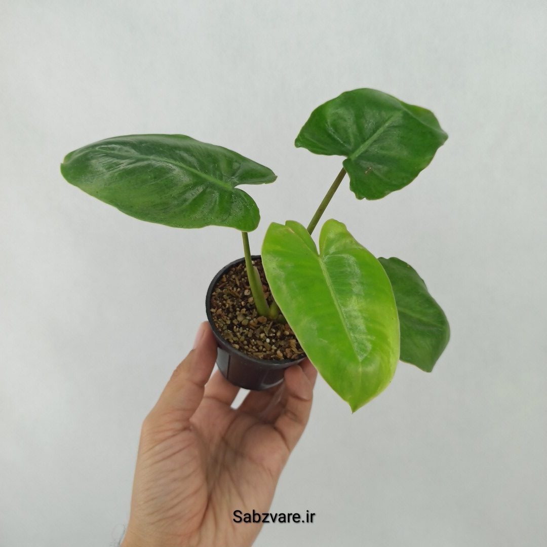 فیلودندرون برل مارکس (W24671) - Image 2