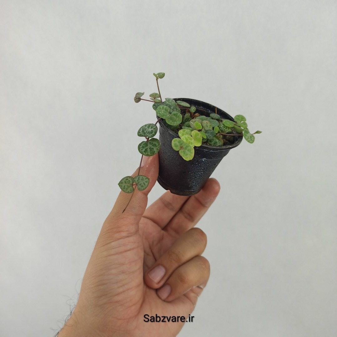 سروپژیا سبز (V24664) - Image 3