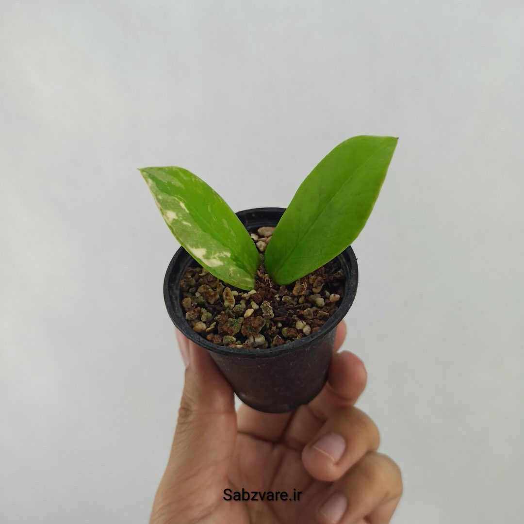 برگ غده دار زامیفولیا ابلق (V24659)