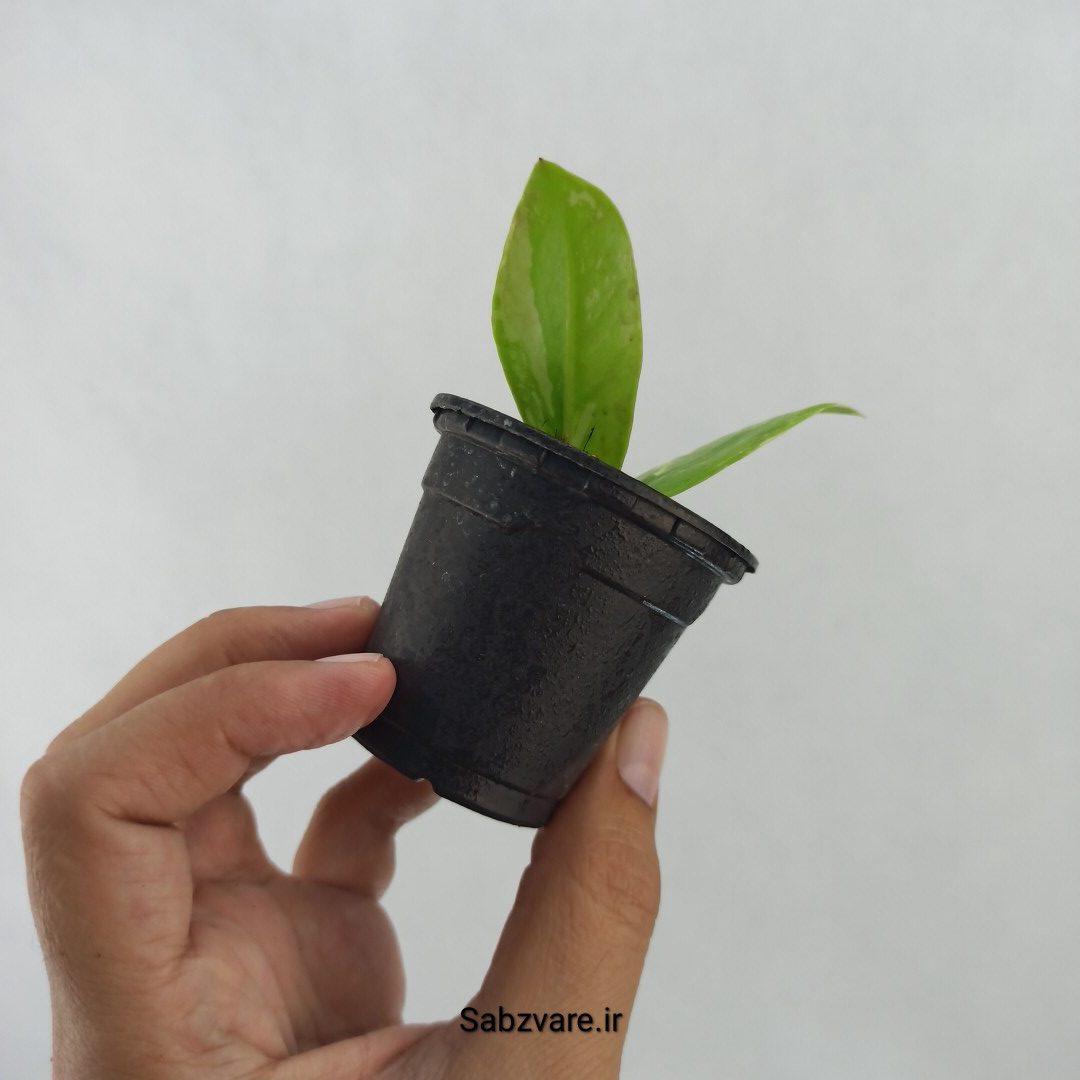 برگ غده دار زامیفولیا ابلق (V24659) - Image 3