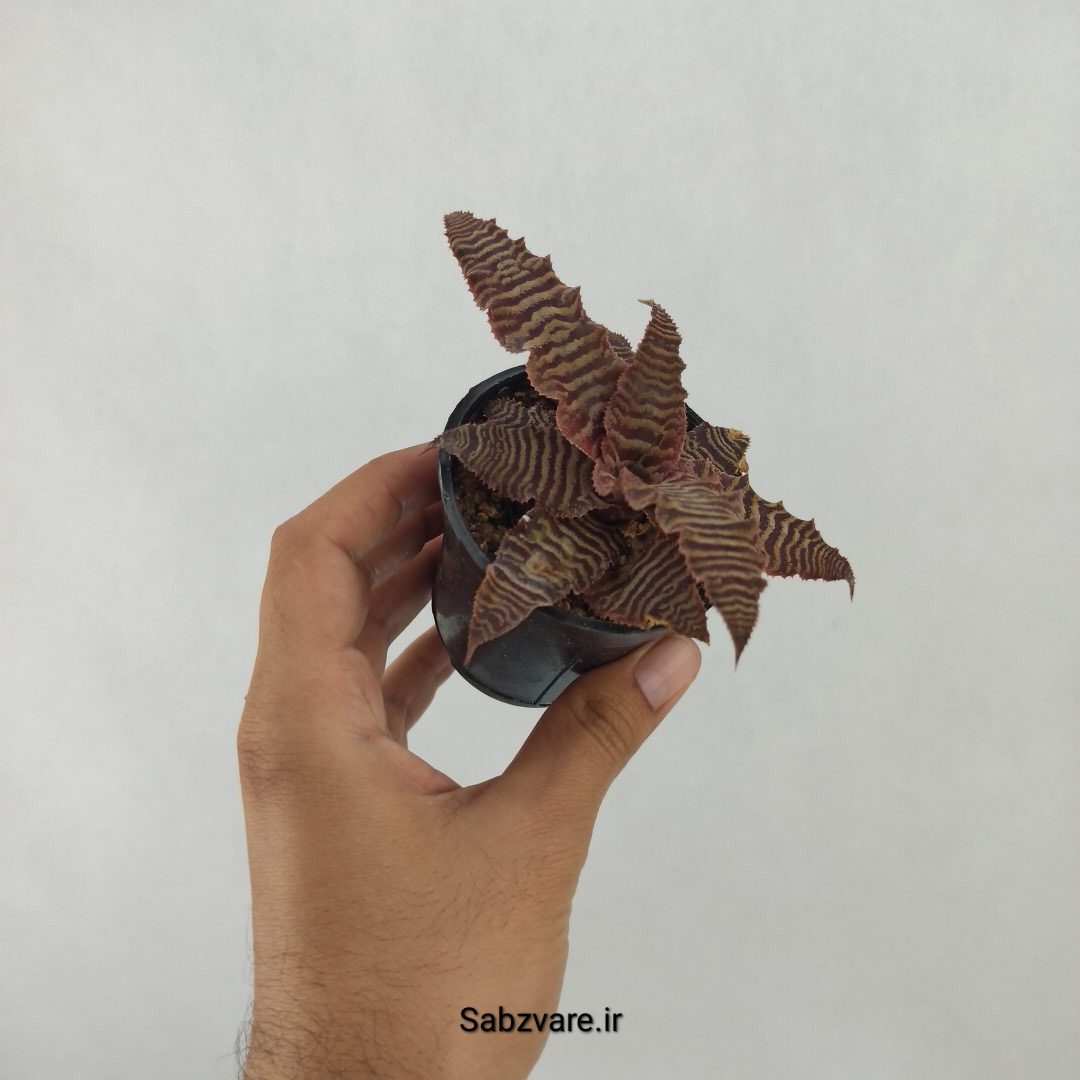 کریپتانتوس فوستریانوس (V24656) - Image 2