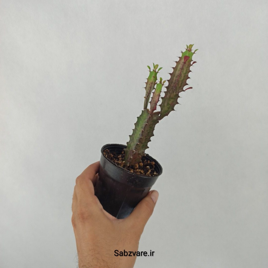 افوربیا تریگونا قرمز (V24654) - Image 3