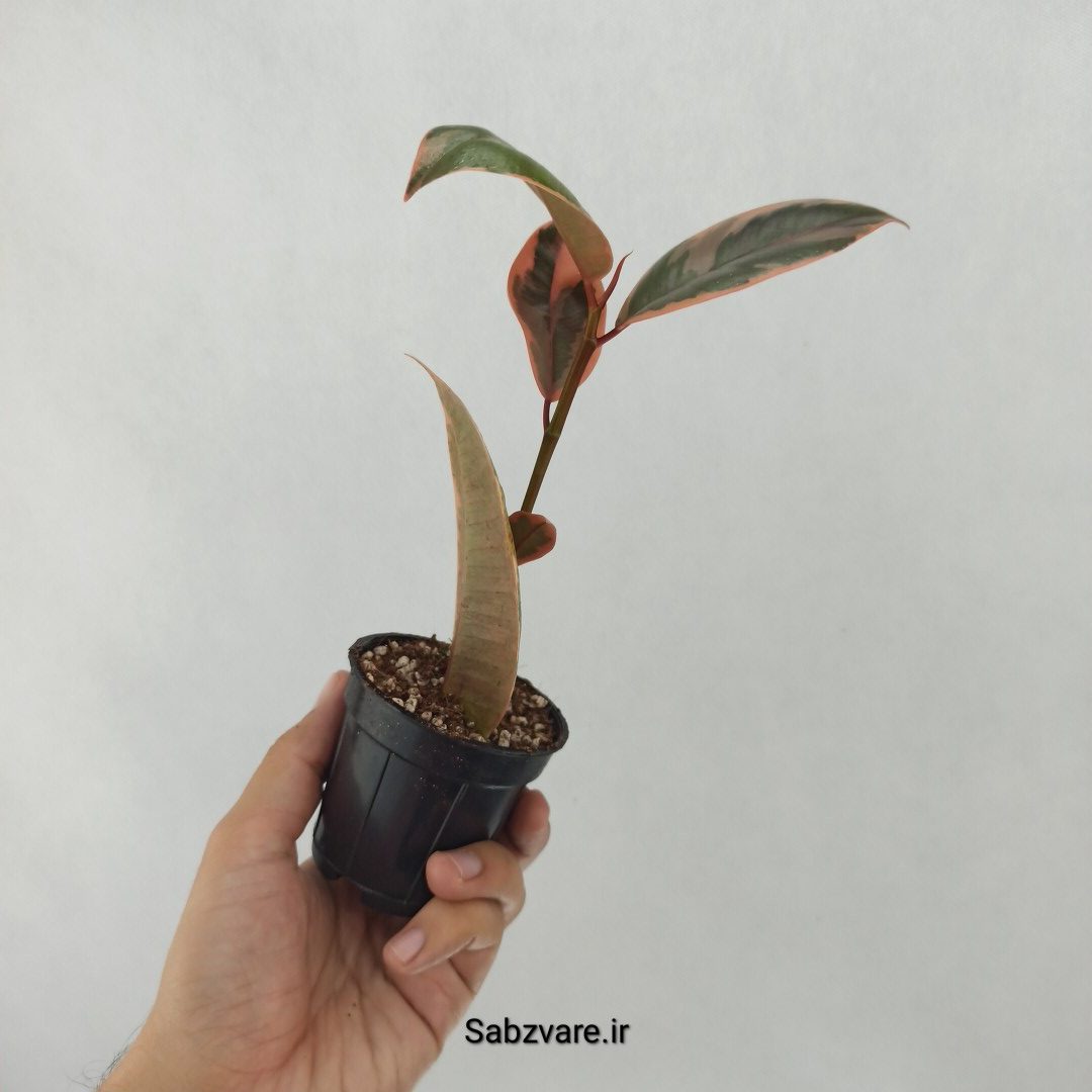فیکوس شرابی (V24651) - Image 3