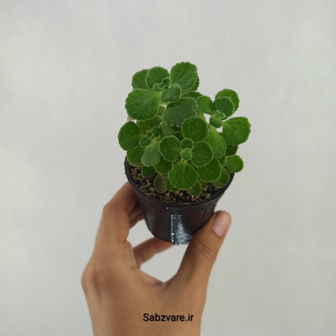 پلکترانتوس معطر (X24712) - Image 3