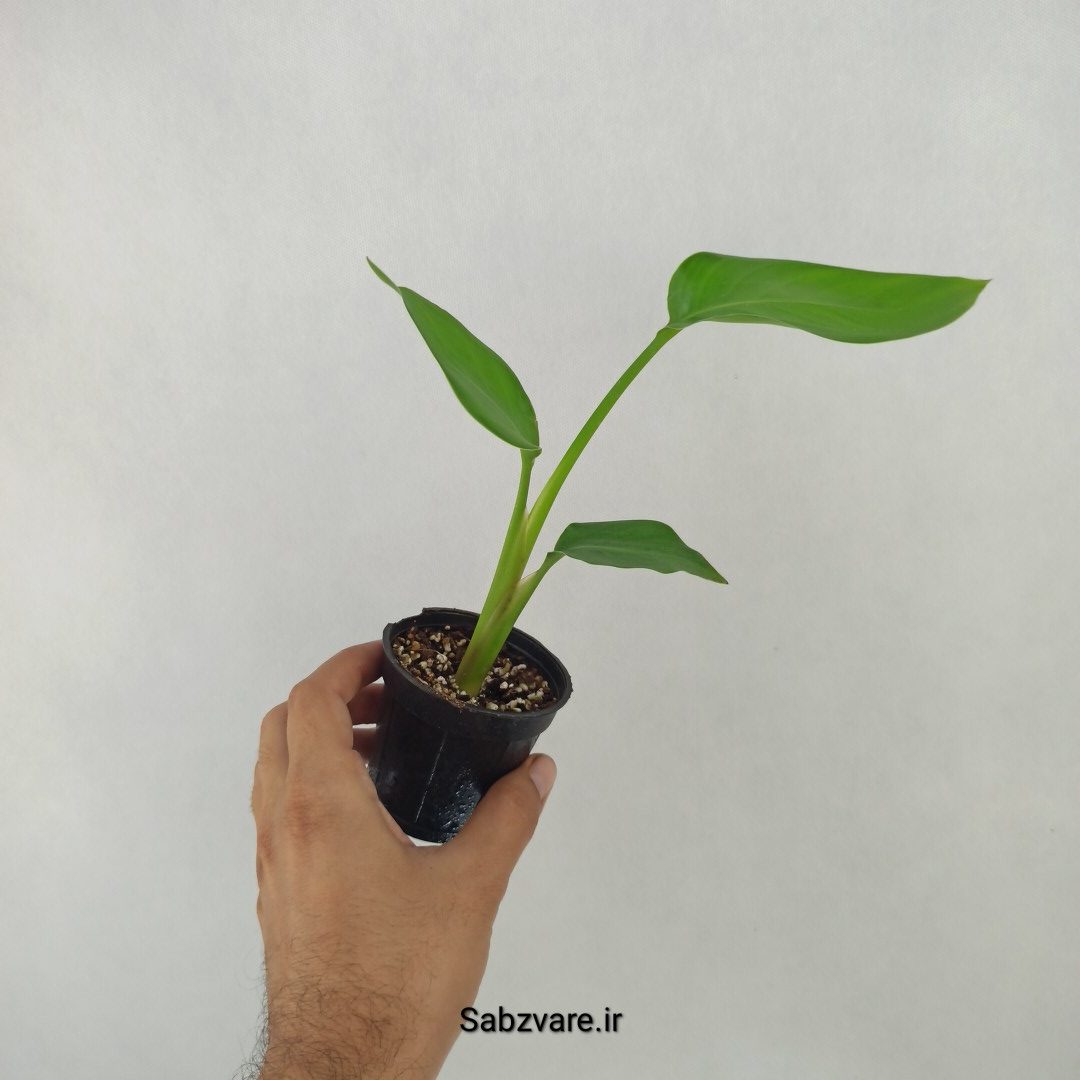 استرلیتزیا نیکولای (X24713) - Image 2