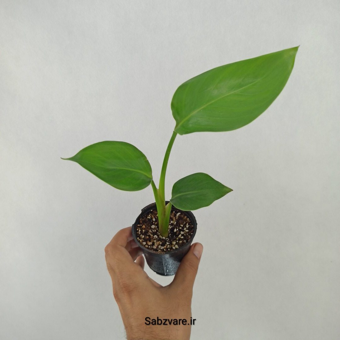 استرلیتزیا نیکولای (X24713) - Image 3