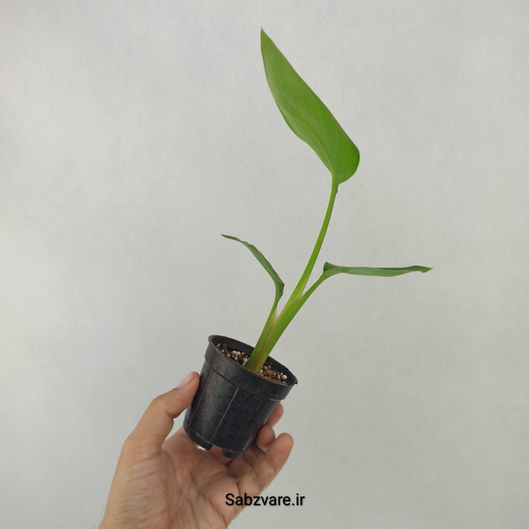 استرلیتزیا نیکولای (X24713)